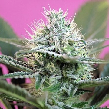  + SPEED Autoflowering cannabis flower bud by Sweet Seeds