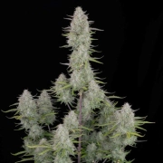 Wedding Cheesecake Auto Autoflowering cannabis flower bud by FastBuds Seeds