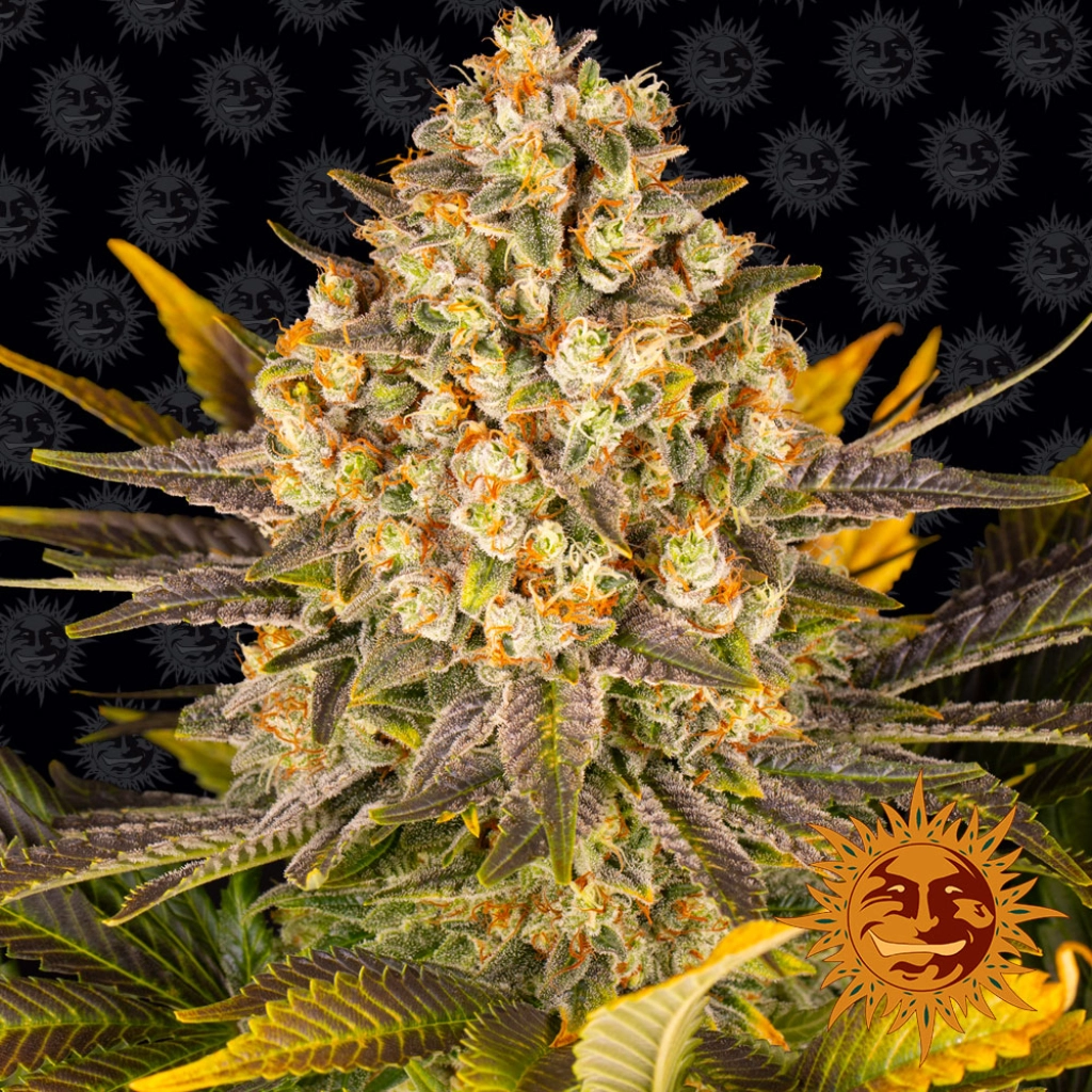 Banana Punch – Barneys Farm – Feminized