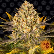 Banana Punch Feminized cannabis flower bud by Barneys Farm