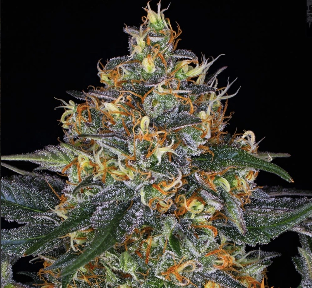 Moby Dick Auto – Barneys Farm – Autoflowering