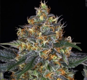 Moby Dick Auto Autoflowering cannabis flower bud by Barneys Farm