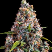 Strawberry Cheesecake Auto Autoflowering cannabis flower bud by Barneys Farm