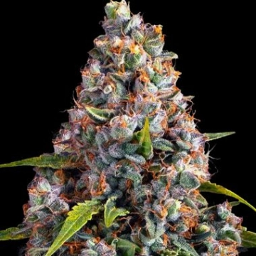 Strawberry Cheesecake Auto Autoflowering cannabis flower bud by Barneys Farm