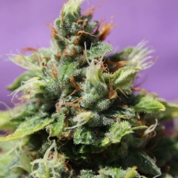Auto Future #1 Autoflowering cannabis flower bud by Anesia Seeds