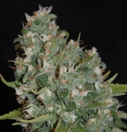 OG13 Feminized cannabis flower bud by G13 Labs Seeds