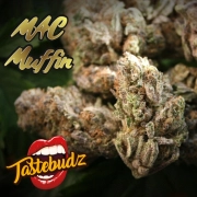 MAC Muffin Feminized cannabis flower bud by TasteBudz