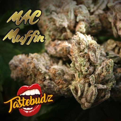 MAC Muffin – TasteBudz – Feminized