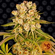 Kush Mintz Feminized cannabis flower bud by Barneys Farm