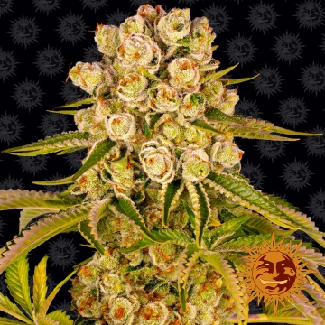 Kush Mintz Feminized cannabis flower bud by Barneys Farm