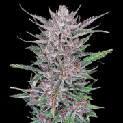 Gorilla Punch Auto Autoflowering cannabis flower bud by FastBuds Seeds