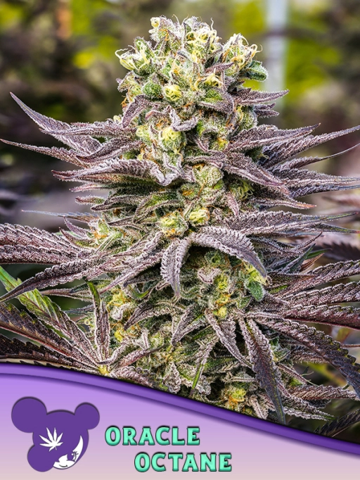 Oracle Octane – Anesia Seeds – Feminized