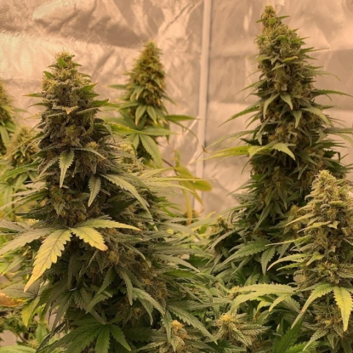 Bubble Runtz – TasteBudz – Feminized