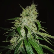 Gelonade Feminized cannabis flower bud by TasteBudz