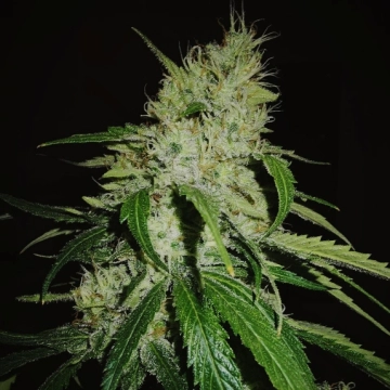Gelonade Feminized cannabis flower bud by TasteBudz