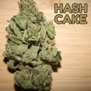 Hash Cake Feminized cannabis flower bud by TasteBudz
