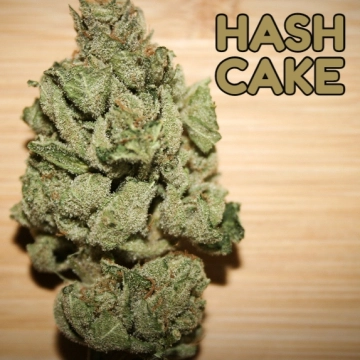 Hash Cake Feminized cannabis flower bud by TasteBudz
