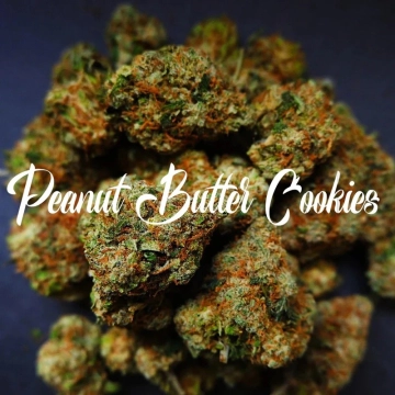 Peanut Butter Cookies Feminized cannabis flower bud by TasteBudz
