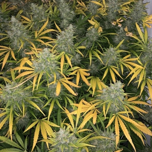 Vanilla Frosting – TasteBudz – Feminized