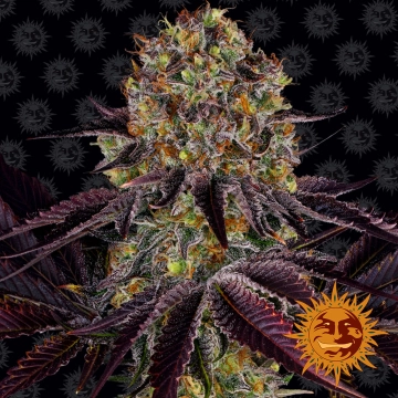 RUNTZ X LAYER CAKE Feminized cannabis flower bud by Barneys Farm