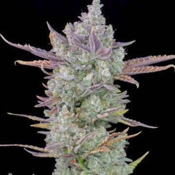 Gorilla Cookies Auto Autoflowering cannabis flower bud by FastBuds Seeds