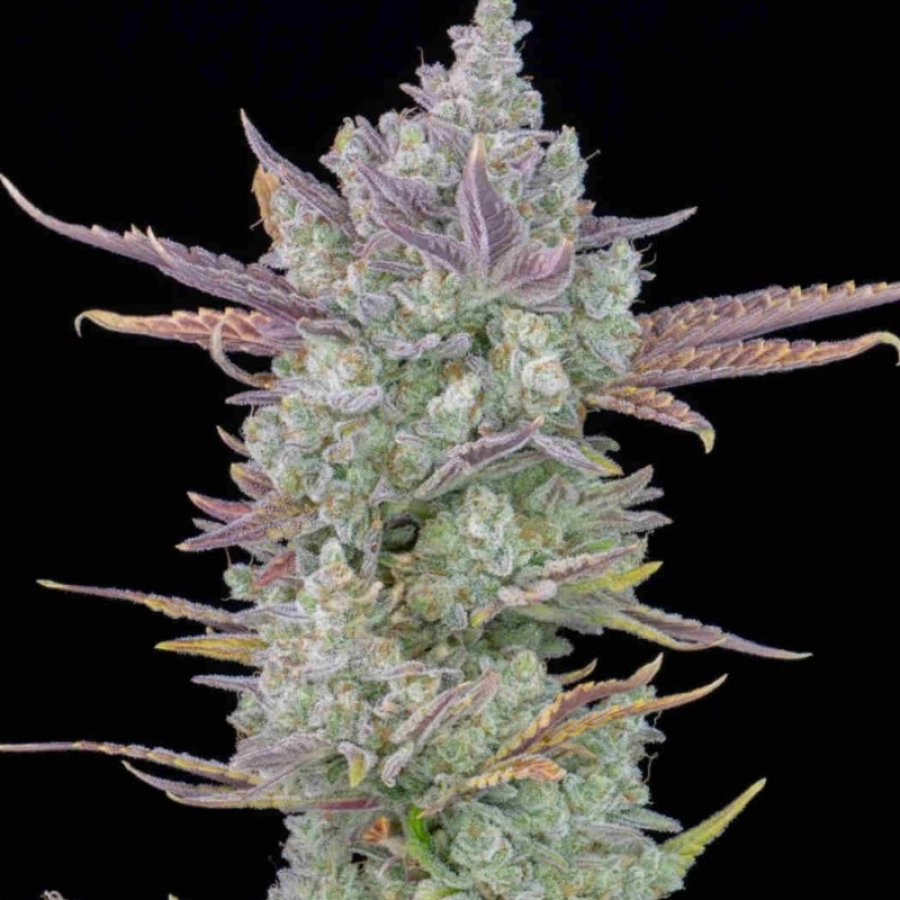Gorilla Cookies Auto – FastBuds – Autoflowering – Product view 2