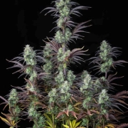 Strawberry Banana Auto Autoflowering cannabis flower bud by FastBuds Seeds
