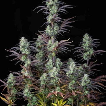 Strawberry Banana Auto Autoflowering cannabis flower bud by FastBuds Seeds