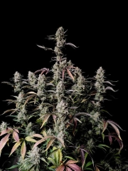 Gorilla Zkittlez Auto Autoflowering cannabis flower bud by FastBuds Seeds