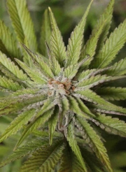 Super Wedding Haze Feminized cannabis flower bud by Cream of the Crop