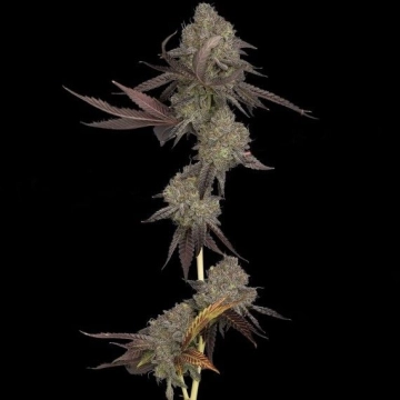 DNA Cake Feminized cannabis flower bud by DNA Genetics