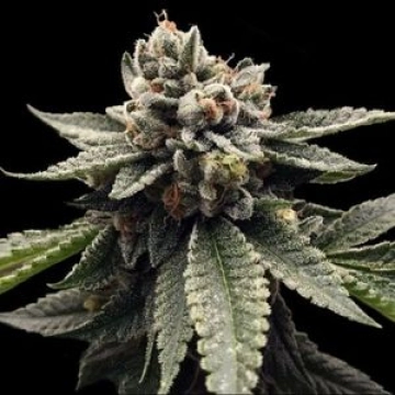 Kosher Dawg Feminized cannabis flower bud by DNA Genetics