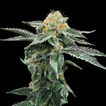 Kosher Cookies Feminized cannabis flower bud by DNA Genetics