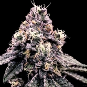 Kosher Pie Feminized cannabis flower bud by DNA Genetics