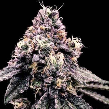 Kosher Pie Feminized cannabis flower bud by DNA Genetics