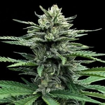 Auto Strawberry Banana Autoflowering cannabis flower bud by DNA Genetics