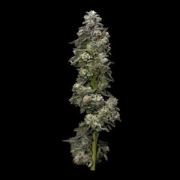 Bakers Delight Feminized cannabis flower bud by DNA Genetics