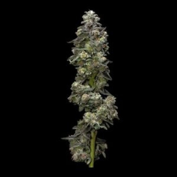Bakers Delight Feminized cannabis flower bud by DNA Genetics