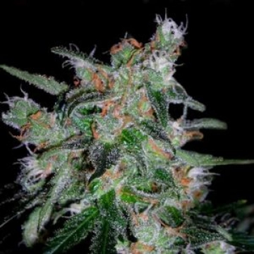 60 Day Lemon Autoflowering cannabis flower bud by DNA Genetics