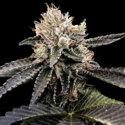 Cataract Cake Feminized cannabis flower bud by DNA Genetics