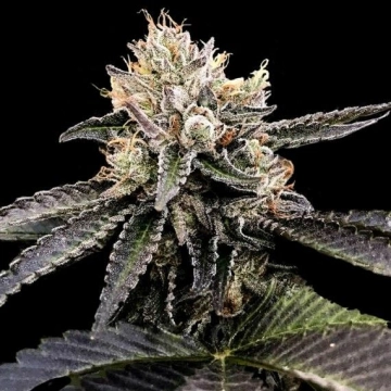 Cataract Cake Feminized cannabis flower bud by DNA Genetics