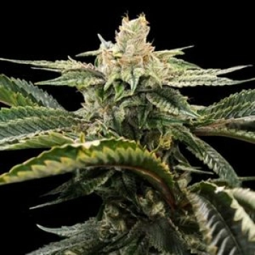 Miss DNA Feminized cannabis flower bud by DNA Genetics