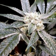 El Fuego Feminized cannabis flower bud by DNA Genetics