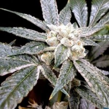 El Fuego Feminized cannabis flower bud by DNA Genetics