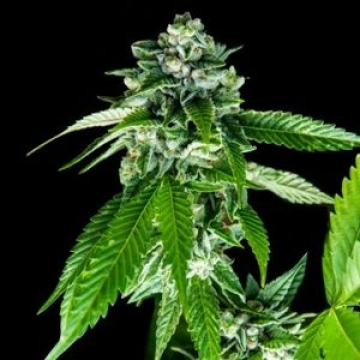 Sorbet Dreams Feminized cannabis flower bud by DNA Genetics