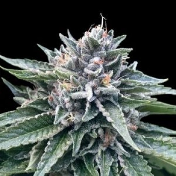 Sorbet #4 Feminized cannabis flower bud by DNA Genetics