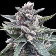 Kosher Sorbet Feminized cannabis flower bud by DNA Genetics