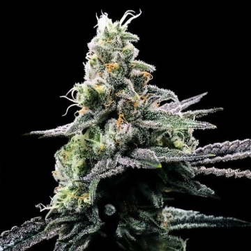 Purple Kosher Feminized cannabis flower bud by DNA Genetics