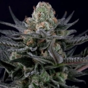 Caramba Feminized cannabis flower bud by Paradise Seeds