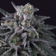 Gulupa Feminized cannabis flower bud by Paradise Seeds